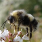 Picture for song 'Abandon all hope ye who enter here' by artist 'The Constant Cold Sweat Fear'