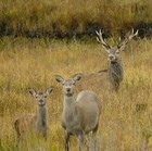 Picture for song 'Red Deer Blues' by artist 'Viking Blues'