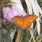 Picture for song 'Butterfly - Calvin Stewart' by artist 'JoiceMarie'