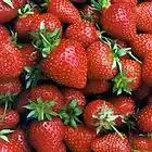Picture for song 'Strawberry Fields Forever' by artist 'D Bender'