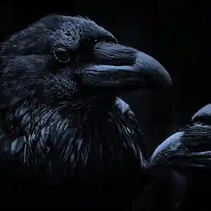 Picture for song 'Corbeau 2' by artist 'Furo JK beats (AKA JEKAI BLASTER)'