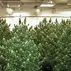 Picture for song 'Got That Kush' by artist 'Spawn-taneous aka Killa-B'