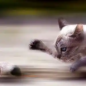 Picture for song 'Cat And Mouse REM' by artist '2uo7rax'