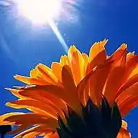 Picture for song 'SUN SHINE' by artist 'Alexis VAN EECKHOUT'