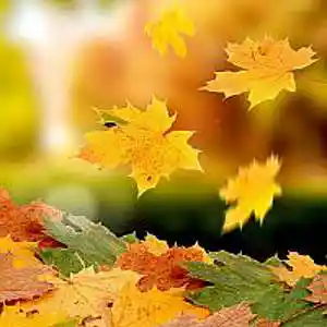 Picture for song 'Autumn's Colors' by artist 'Alexis VAN EECKHOUT'