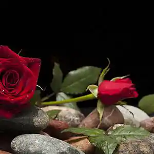 Picture for song 'I Let You Go (feat. Anthony Prezio)' by artist 'Round The Globe'