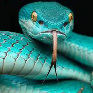 Picture for song 'Viper Kisses' by artist 'XL73'