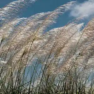 Picture for song 'The Breeze (Instrumental)' by artist 'Denzlo'