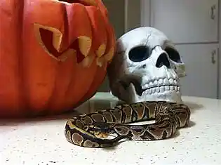 Picture for song 'Red Rose Crush' by artist 'Johanna Renfro'