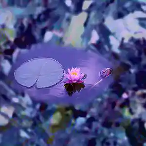 Song picture