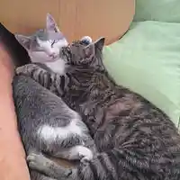 Picture for song 'Gute Freunde' by artist 'Sabina Brandau Pauls'