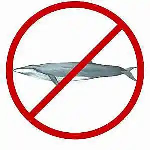 Picture for song 'Save The Plankton' by artist 'They Killed Fritz'