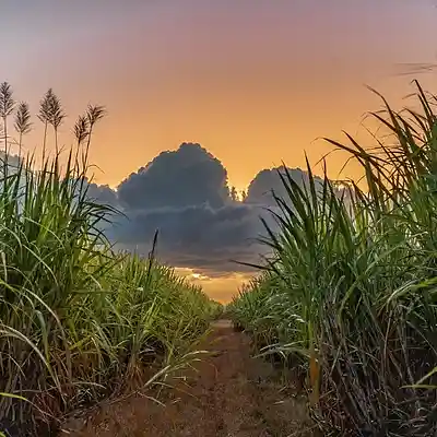 Picture for song 'NATURAL SUGAR' by artist 'VINNIE V. MUSIC'