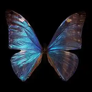 Picture for song 'Butterfly effect' by artist 'pandamusic'