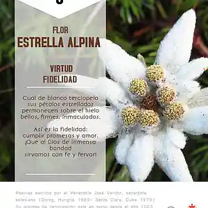 Picture for song 'Dia 5-Flor Estrella Alpina' by artist 'Producciones Vandor'