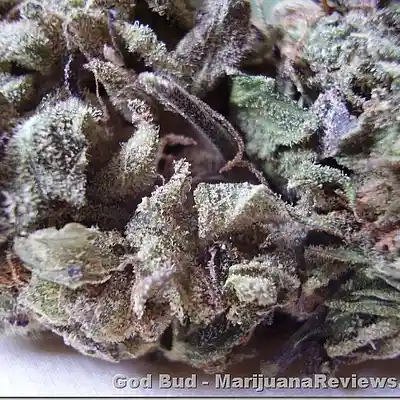 Picture for song 'GOD BUD' by artist 'TG(OMM)'