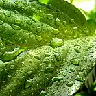 Picture for song 'After Rain' by artist 'Golden Day'