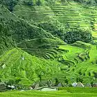 Picture for song 'rasing gardon' by artist 'Roger mc'