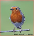 Picture for song 'Fields of moonlight and stars' by artist 'Bluesman Jeff'