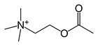 Picture for song 'Acetylcholine' by artist 'Catecholamine'