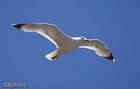 Picture for song 'En Vuelo' by artist 'Corrado Rossi'