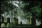 Picture for song 'TombStone' by artist 'free self'