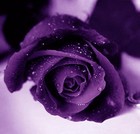 Picture for song 'Roses Riddim - Reggae' by artist 'FyahBeatz'