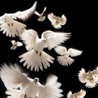 Picture for song 'Llegend feat. Hotshot Rocket - Doves' by artist 'Hotshot Rocket'