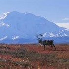 Picture for song 'Tropical Tundra' by artist 'Jon Christian'
