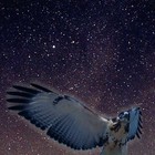 Picture for song 'Wings of Aquila' by artist 'Mark Wessels'