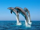 Picture for song 'The Dolphin King' by artist 'Max DeGroot'