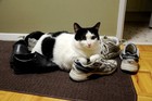 Picture for song 'My Shoes (keep not doing them)' by artist 'Mike B is for Byj'