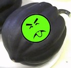 Picture for song 'Acorn Squash Song' by artist 'Morgan Evans'
