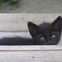 Picture for song 'Imperative' by artist 'nedped'