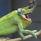 Picture for song 'Chameleon to One' by artist 'Qualified Personel'