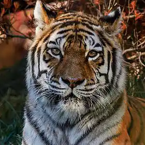 Picture for song 'Klechka' by artist 't polimeros'