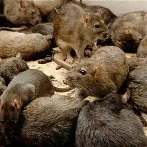 Picture for song 'Junkyard rats' by artist 'Jammer59'