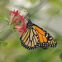 Picture for song 'Poets Prayer' by artist 'Butterfly Lessons - Betsy Bolger Paulet poetry'