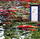 Picture for song 'The Adams River Gold Rush' by artist 'Cam7Song'