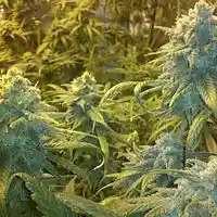 Picture for song '*NEW* SUPER GOO' by artist 'B.Lee Music'