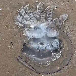 Picture for song 'hero1' by artist 'btools'