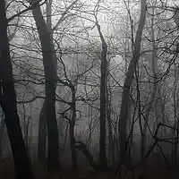 Picture for song 'Forgotten Dance' by artist 'Neal Chattaway'