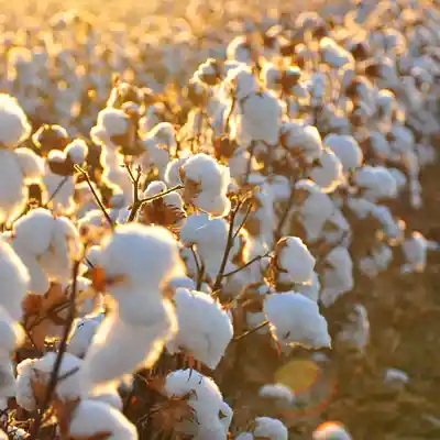 Picture for song 'Tight Knit' by artist 's9undV1ZNZ K 0 D 3 7'