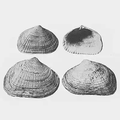 Picture for song 'J Dilla x Madlib type beat "Serpentine"' by artist '10-ZIP'