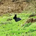 Picture for song 'To a certain rabbit at a bus stop...' by artist 'The Serendipitous Cacophonies'