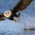 Picture for song 'Born to hunt' by artist 'Bird of habibaH'