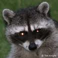 Picture for song 'Racoons' by artist 'Flodacious'