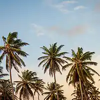 Picture for song 'Paradise' by artist 'Golden Day'