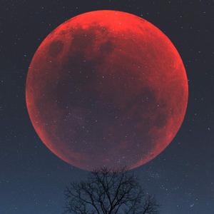 Picture for song '"Blood Moon" Lil Skies x Jack Harlow Type Beat' by artist 'iCANTCOOK'