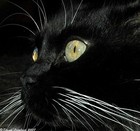 Picture for song 'Hulunina' by artist 'Normal Heights'